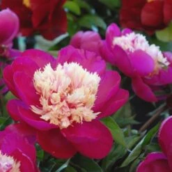 Peony 'White Cap' 10 Peony 'White Cap' -Planticaa Sales Store x600 25356