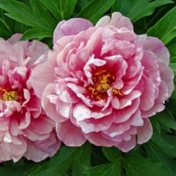 Peony 'Pink Double Dandy' - Itoh Peony