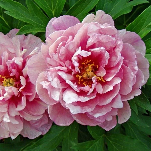 Peony 'Pink Double Dandy' - Itoh Peony 3 Peony 'Pink Double Dandy' - Itoh Peony