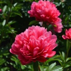 Peony 'Lorelei' 11 Peony 'Lorelei' -Planticaa Sales Store x600 25362