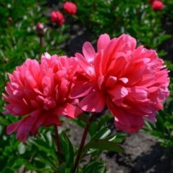 Peony 'Lorelei' 13 Peony 'Lorelei' -Planticaa Sales Store x600 25363