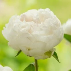 Peony 'Elsa Sass' -Planticaa Sales Store x600 25369