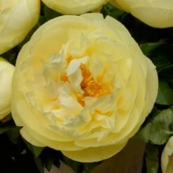 Peony 'Lemon Chiffon' -Planticaa Sales Store x600 25371