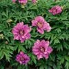Peony 'Morning Lilac' - Itoh Peony -Planticaa Sales Store x600 25375