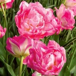Tulip 'Double Sugar' -Planticaa Sales Store x600 25410
