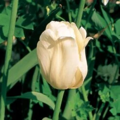 Tulip 'Ivory Floradale' -Planticaa Sales Store x600 25432