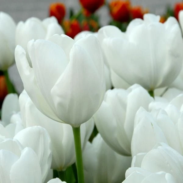 Spring Brights Darwin Hybrid Tulip Mix 8 Spring Brights Darwin Hybrid Tulip Mix - Image 6