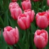 Tulip 'Pink Impression' -Planticaa Sales Store x600 25440