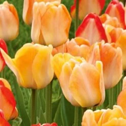 Spring Brights Darwin Hybrid Tulip Mix 17 Spring Brights Darwin Hybrid Tulip Mix -Planticaa Sales Store x600 25446