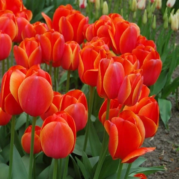 Spring Brights Darwin Hybrid Tulip Mix 11 Spring Brights Darwin Hybrid Tulip Mix - Image 9