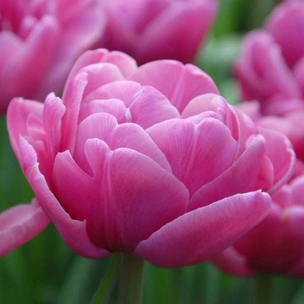 Tulip 'Backpacker' 4 Tulip 'Backpacker' - Image 2