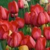 White Flower Farm Red Perennial Tulip 2 White Flower Farm Red Perennial Tulip -Planticaa Sales Store x600 25456