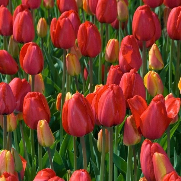 White Flower Farm Red Perennial Tulip 4 White Flower Farm Red Perennial Tulip - Image 2