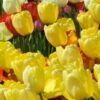 White Flower Farm Yellow Perennial Tulip 1 White Flower Farm Yellow Perennial Tulip -Planticaa Sales Store x600 25459