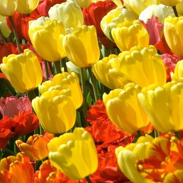 White Flower Farm Yellow Perennial Tulip 4 White Flower Farm Yellow Perennial Tulip - Image 2