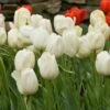 White Flower Farm Ivory Perennial Tulip -Planticaa Sales Store x600 25461