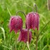 Fritillaria Meleagris 1 Fritillaria Meleagris -Planticaa Sales Store x600 25471