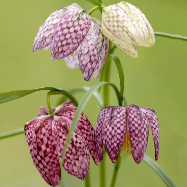 Fritillaria Meleagris Mix 3 Fritillaria Meleagris Mix
