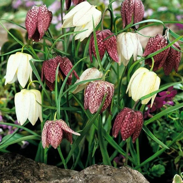 Fritillaria Meleagris Mix 4 Fritillaria Meleagris Mix - Image 2