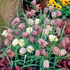 Fritillaria Meleagris Mix 8 Fritillaria Meleagris Mix -Planticaa Sales Store x600 25476
