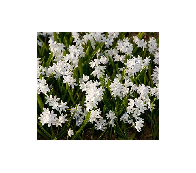 Puschkinia Scilloides Var. Libanotica 4 Puschkinia Scilloides Var. Libanotica - Image 2
