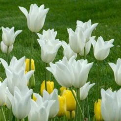 Tulip 'White Triumphator' -Planticaa Sales Store x600 25493