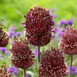 Allium Amethystinum 'Red Mohican' -Planticaa Sales Store x600 25504
