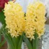 Hyacinthus Orientalis 'Yellowstone' -Planticaa Sales Store x600 25518