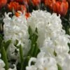 Hyacinthus May Day Bouquet Mix -Planticaa Sales Store x600 25522
