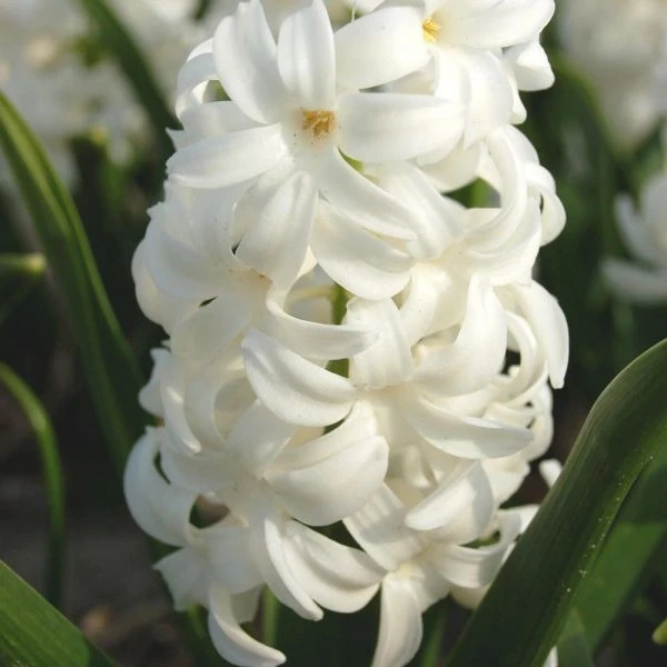 Hyacinthus Orientalis 'Carnegie' 4 Hyacinthus Orientalis 'Carnegie' - Image 2