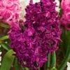 Vivid Hyacinth Mix -Planticaa Sales Store x600 25525