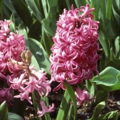 Rubies And Pearls Hyacinth Mix -Planticaa Sales Store x600 25526
