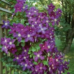 Dawn And Dusk Rose & Clematis Collection 9 Dawn And Dusk Rose & Clematis Collection -Planticaa Sales Store x600 25542 1