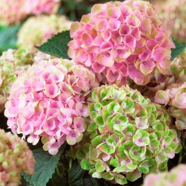 Hydrangea Macrophylla Everlasting® Revolution 4 Hydrangea Macrophylla Everlasting® Revolution - Image 2