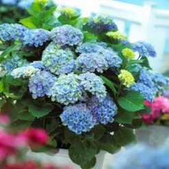 Hydrangea Macrophylla Everlasting® Revolution 9 Hydrangea Macrophylla Everlasting® Revolution -Planticaa Sales Store x600 25555