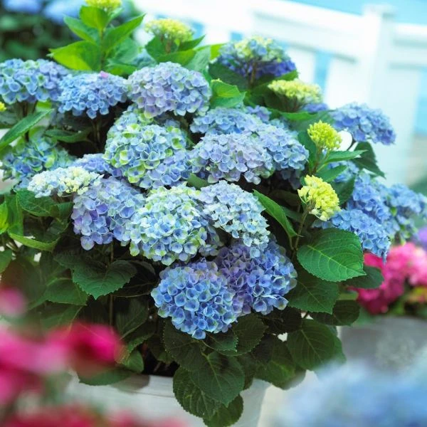 Hydrangea Macrophylla Everlasting® Revolution 5 Hydrangea Macrophylla Everlasting® Revolution - Image 3
