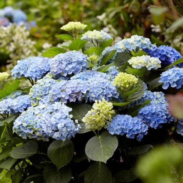 Hydrangea Macrophylla Everlasting® Revolution 6 Hydrangea Macrophylla Everlasting® Revolution - Image 4