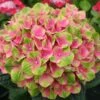 Hydrangea Macrophylla Everlasting® Amethyst -Planticaa Sales Store x600 25557