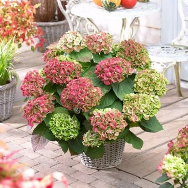 Hydrangea Macrophylla Everlasting® Amethyst 4 Hydrangea Macrophylla Everlasting® Amethyst - Image 2