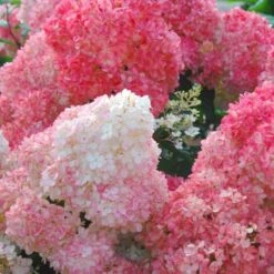 Hydrangea Paniculata Vanilla Strawberry™ -Planticaa Sales Store x600 25566