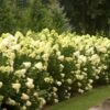 Hydrangea Paniculata 'Limelight'