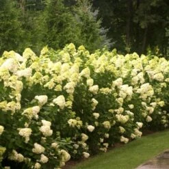 Hydrangea Paniculata 'Limelight'