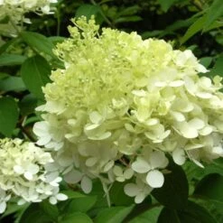 Hydrangea Paniculata 'Limelight' -Planticaa Sales Store x600 25571