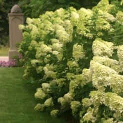 Hydrangea Paniculata 'Limelight' -Planticaa Sales Store x600 25572