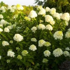 Hydrangea Paniculata 'Limelight' -Planticaa Sales Store x600 25573