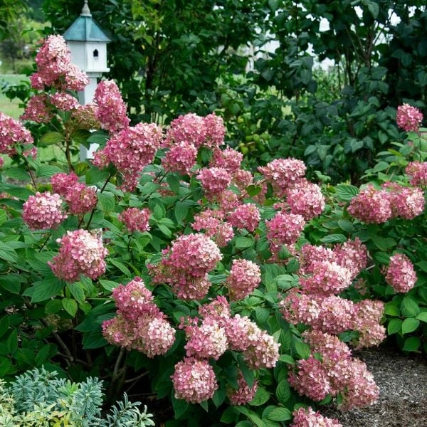 Hydrangea Paniculata Fire Light® 4 Hydrangea Paniculata Fire Light® - Image 2