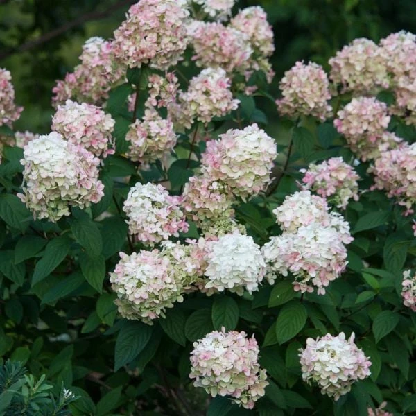 Hydrangea Paniculata Fire Light® 5 Hydrangea Paniculata Fire Light® - Image 3