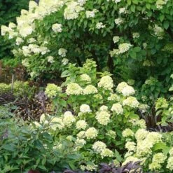 Hydrangea Paniculata Little Lime® - 1 Gallon Pot -Planticaa Sales Store x600 25577