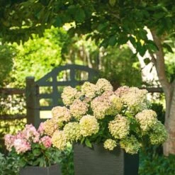 Hydrangea Paniculata Little Lime® - 1 Gallon Pot -Planticaa Sales Store x600 25578