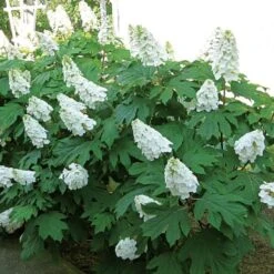 Hydrangea Quercifolia Gatsby Gal® -Planticaa Sales Store x600 25585